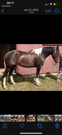 5 year old Paint mare