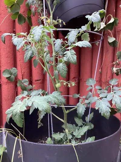  Tomato plant , View more