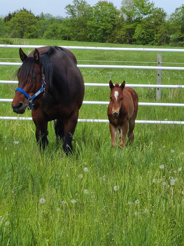 2022 quarter horse chesnut filly in Horses & Ponies for Rehoming in Hamilton - Image 4