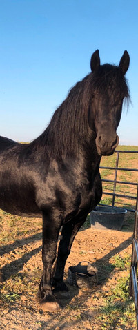 Friesian Stallion available for stud service