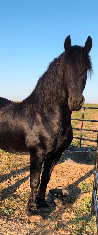 Friesian Stallion available for stud service in Horses & Ponies for Rehoming in Saskatoon