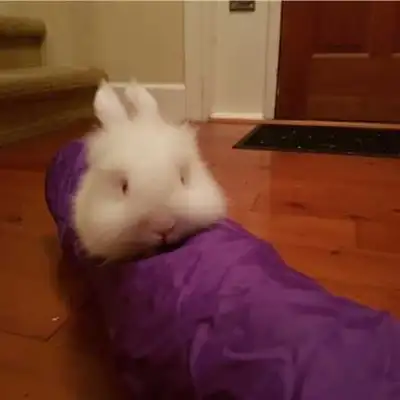 Pet sitting, View more