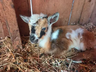 Not for meat! Miniature Nigerian Dwarf Goats Will be ready for new homes August/September $400 femal...