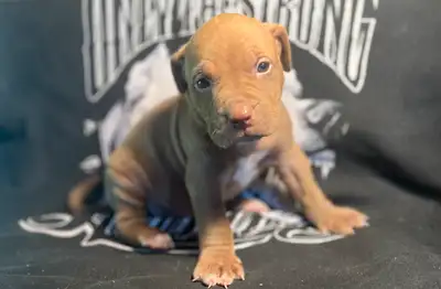 8 week old Pup, View more