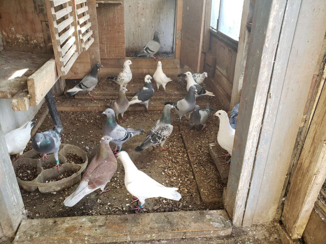 Beautiful and healthy racing pigeon in Birds for Rehoming in Burnaby/New Westminster