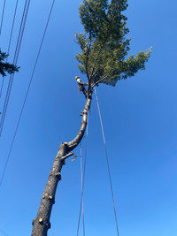 Tree Removal, Trimming and Stump Grinding Services 