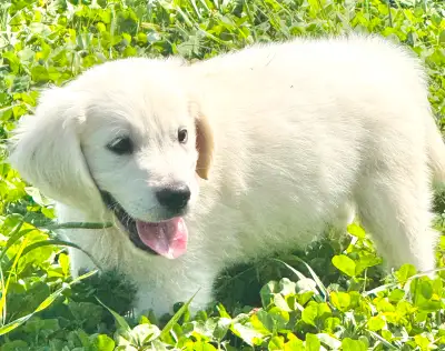 English Cream Golden Retriever Puppies CKC registered, View more