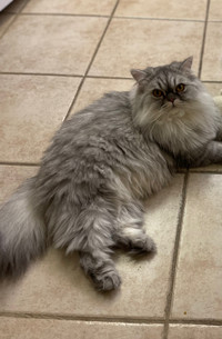 Grey Male Cat