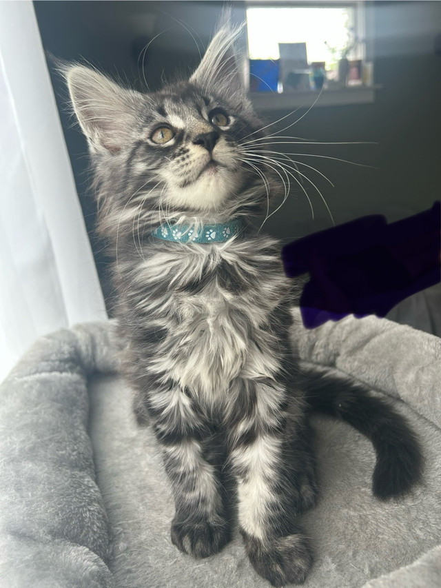 *PRICE DROP* XXL European Mainecoon kittens in Cats & Kittens for Rehoming in Moncton - Image 3