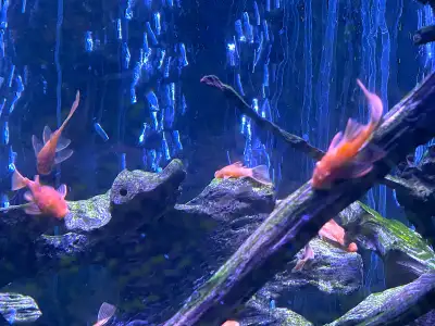 Super Red Plecos, View more