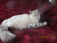 Well Behaved 2 year old Intact male Blue point Ragdoll Cat!