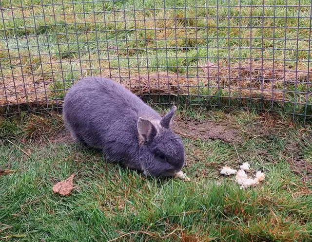 Pet Rabbit | Small Animals for Rehoming | Saint John | Free local ...