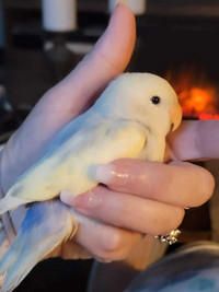 Beautiful Baby Lovebird + Cage & Stand 