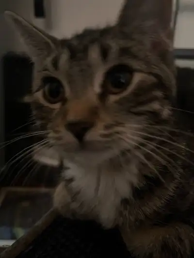 fixed female cat for rehoming , View more