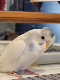 Fancy Baby Budgies/Parakeets for sale