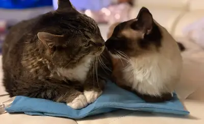 Cute Pair of cats looking for a new home , View more