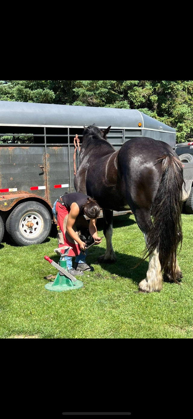 Farrier Services in Horses & Ponies for Rehoming in Ottawa - Image 3
