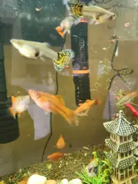 Swordtails xl and guppies large