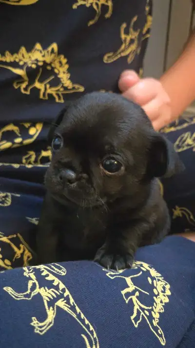 Chihuahua/Pug Puppies , View more