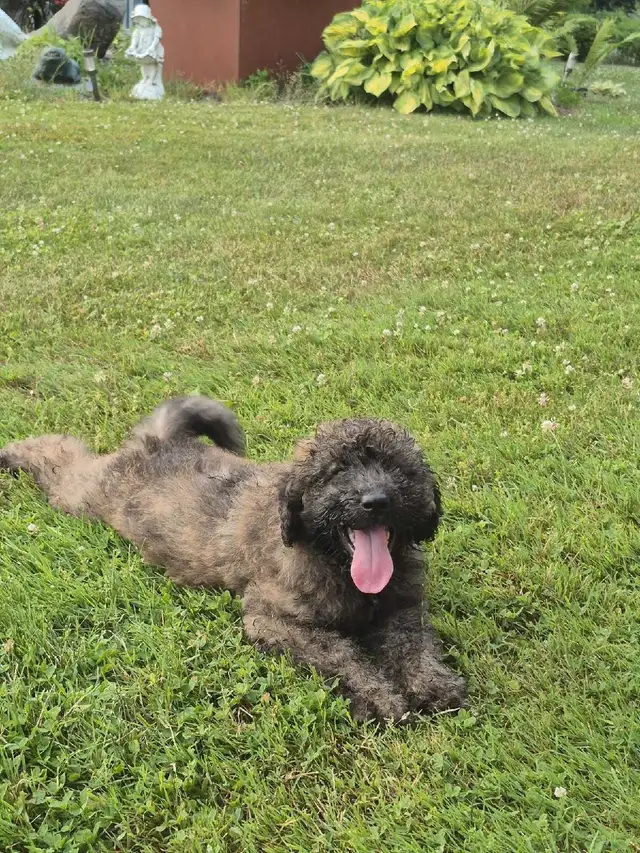 Shepherd/Rotti mix Poodle puppy for rehoming in Dogs & Puppies for Rehoming in Hamilton - Image 6
