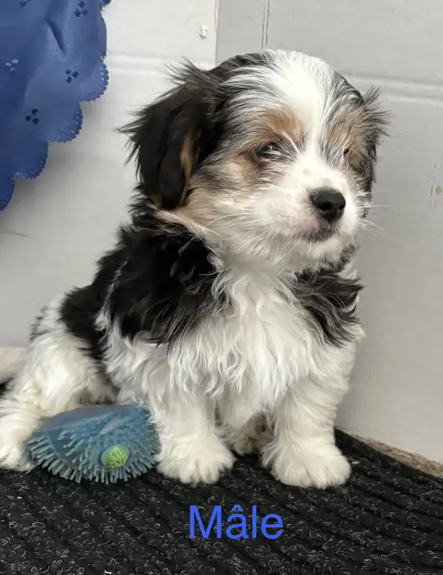 Morkies tricolores au pelage fourni ! in Dogs & Puppies for Rehoming in Victoriaville - Image 6