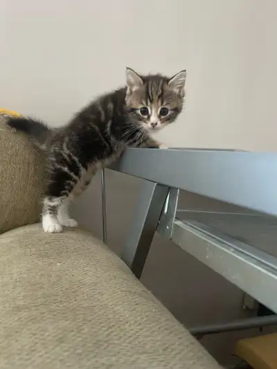 bengal-ragdoll- maincoon mix  kittens, View more