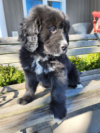 Golden Mountain Puppies for sale - 1 left!