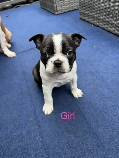 5 Boston Terrier Puppies, 3 boy & 2 Girls, View more