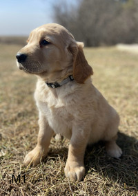 Golden retriever pups looking for new homes