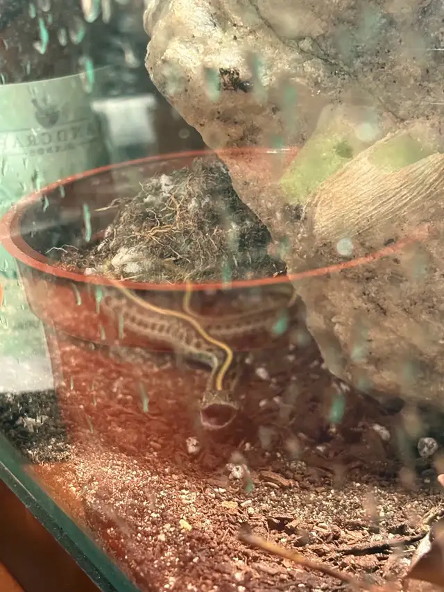 Male juvenile garter snake | Reptiles & Amphibians for Rehoming ...