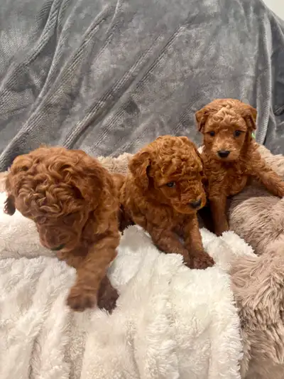 GOLDENDOODLES MINI F1BB, View more