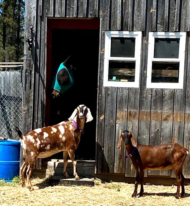 Nubian Does Available in Livestock in Sudbury - Image 4