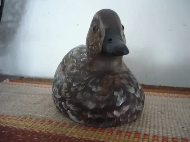GREEN-WING TEAL HEN Duck DecoyD-20063417636213507122