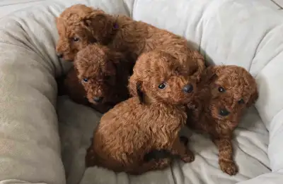 Dark Red Miniature Poodles, View more