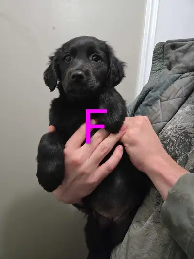 Puppies for Rehoming, View more