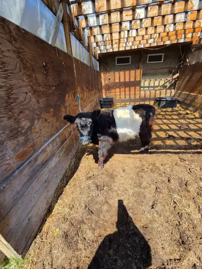 Belted Galloway Yearling Steer, View more