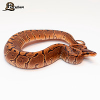 Python royal - Pinstripe - Mâle