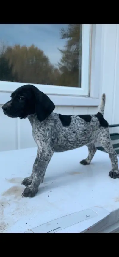 German Shorthair Pointer Canadian Kennel Club Registered  GSP, View more