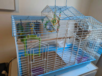 2 budgies with cage and accessories for rehoming 