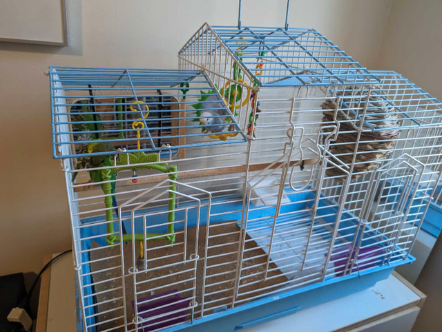 2 budgies with cage and accessories for rehoming  in Birds for Rehoming in North Shore