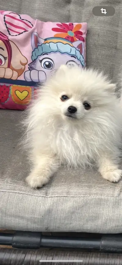 Pomeranian puppies 1 boy left, View more