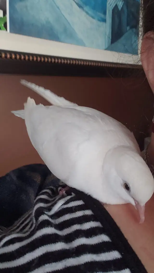 Tourterelle blanche très docile  in Birds for Rehoming in Longueuil / South Shore - Image 2
