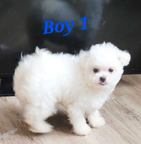 Poodle /Pomeranian puppy 