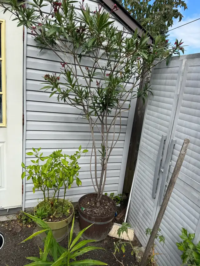 Oleander Tree
