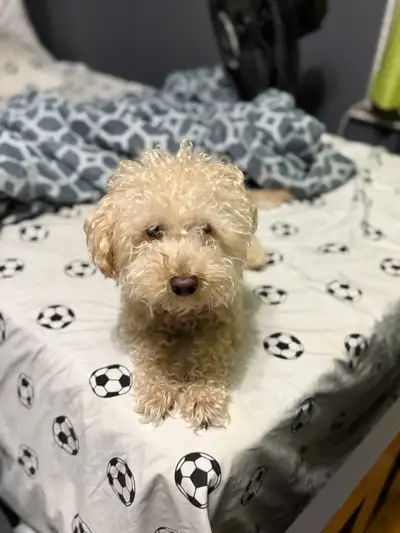 3 year old male toy maltipoo, View more