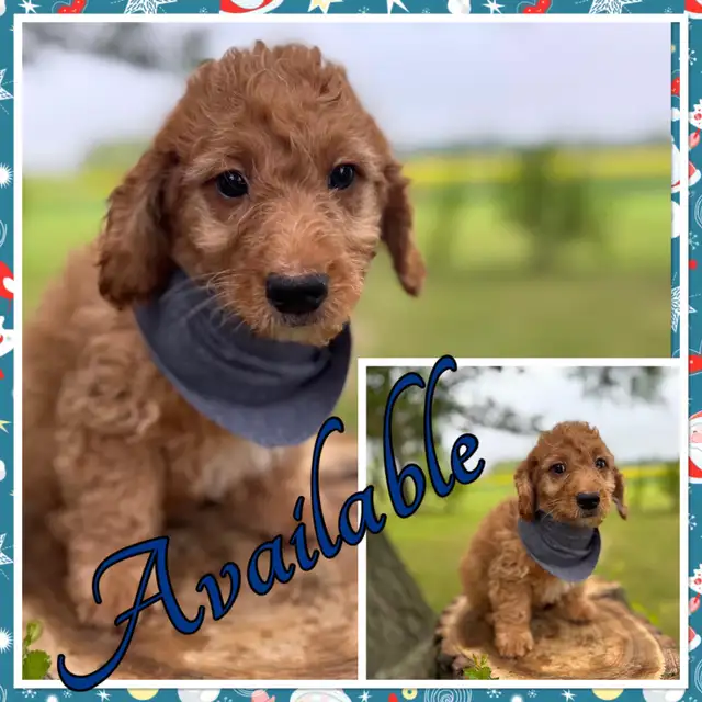 Small / Mini F1B Goldendoodle  /10-15 lbs  / Only 2 males left in Dogs & Puppies for Rehoming in Winnipeg - Image 4
