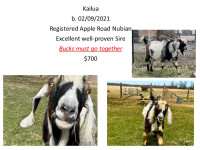 Registered Nubian Bucks- Excellent Sires
