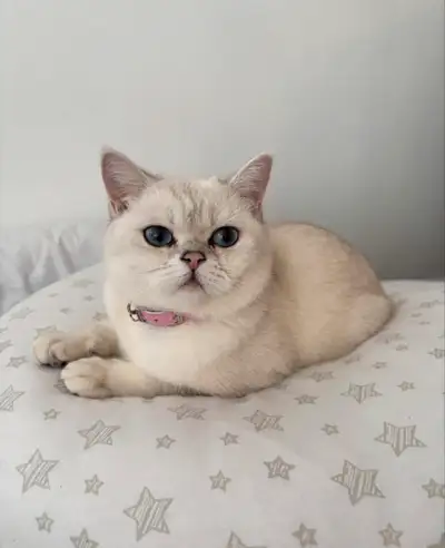 scottish fold, View more