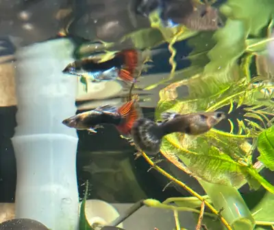 juvenile  guppies, View more
