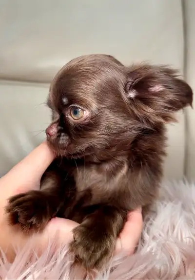Rare Long-Haired Dark Chocolate Chihuahua Boy – Top Pedigree, View more